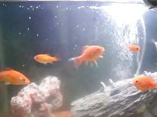 Swimming, Tank, Goldfish, Fish