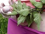 slow motion nettles