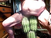 Der Kaktus