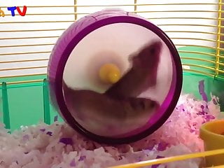 first hamster vid