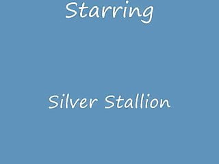 Mature, American, Silver Stallion, Stallion